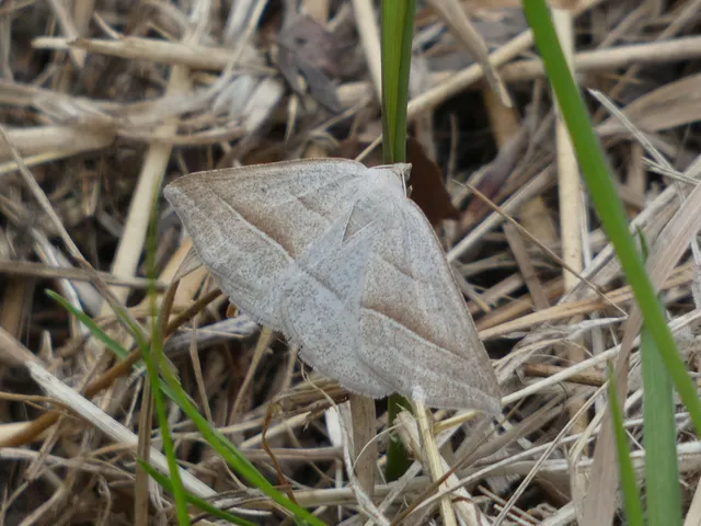 Petrophora chlorosata - páfrányaraszoló