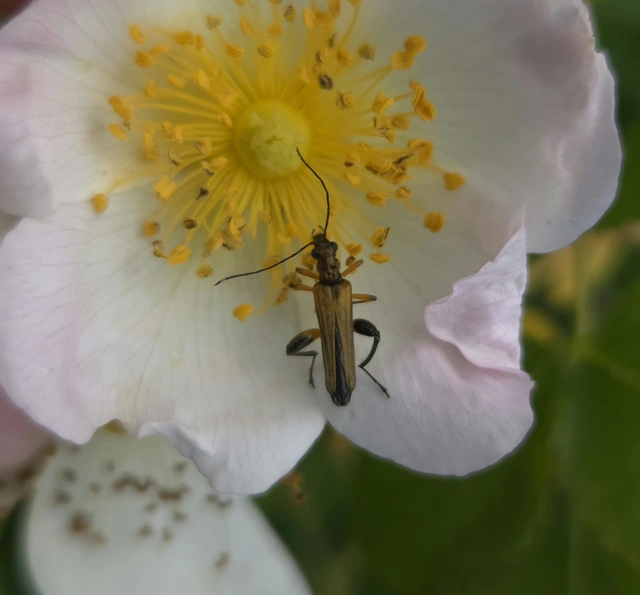 Oedemera podagrariae - székfű-álcincér