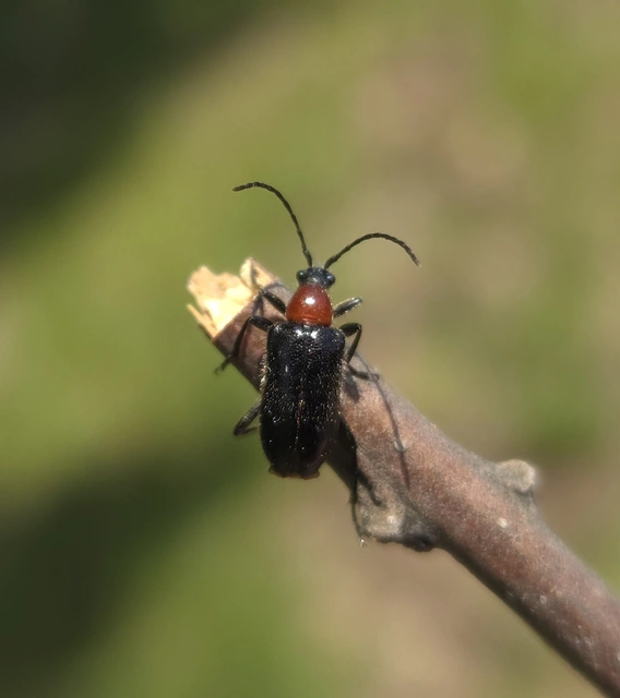 Dinoptera collaris - vörösnyakú virágcincér