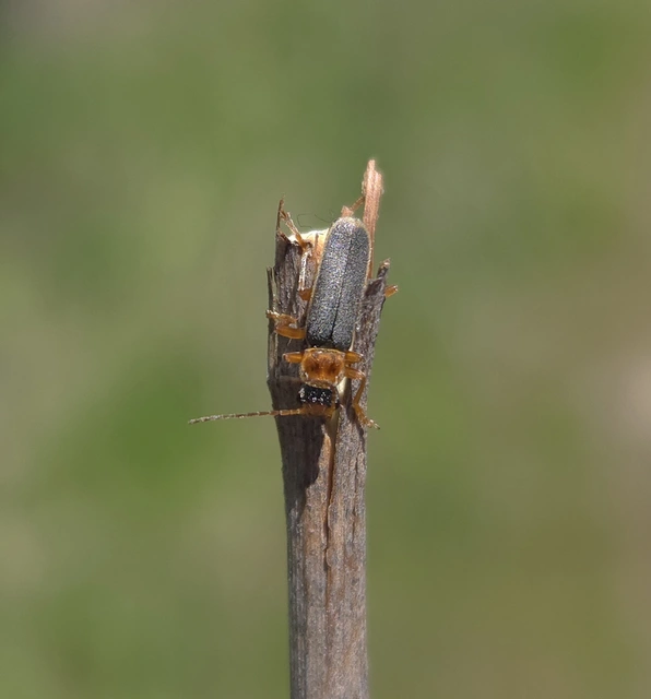 Cantharis lateralis - szegélyes lágybogár