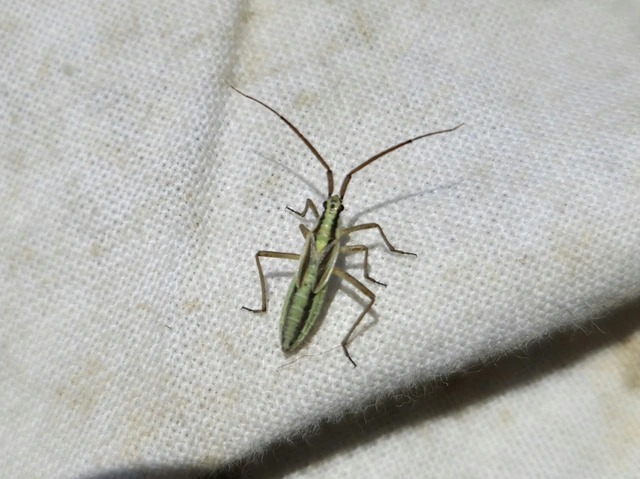 Leptopterna ferrugata - vastagcsápú mezeipoloska