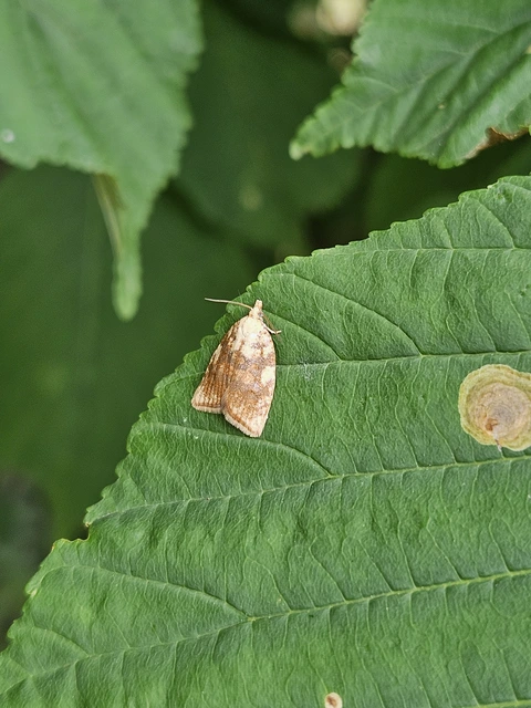 Aleimma loeflingiana - tölgylevél-sodrómoly Aleimma loeflingiana - tölgylevél-sodrómoly