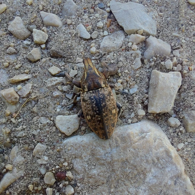 Leucophyes pedestris - négypettyes barkó