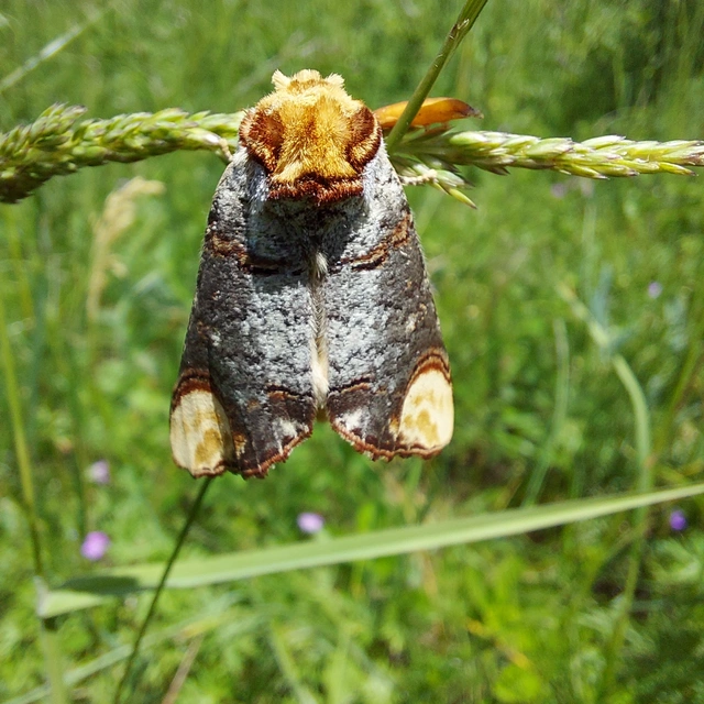 Phalera bucephala - sárgafoltos púposszövő