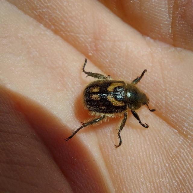 Anisoplia erichsoni - foltosszárnyú szipoly