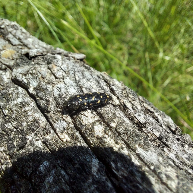 Acmaeodera degener - sárgafoltos zömökdíszbogár
