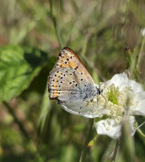 Lycaena thersamon - kis tűzlepke