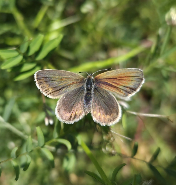 Plebejus argyrognomon - tintakék boglárka