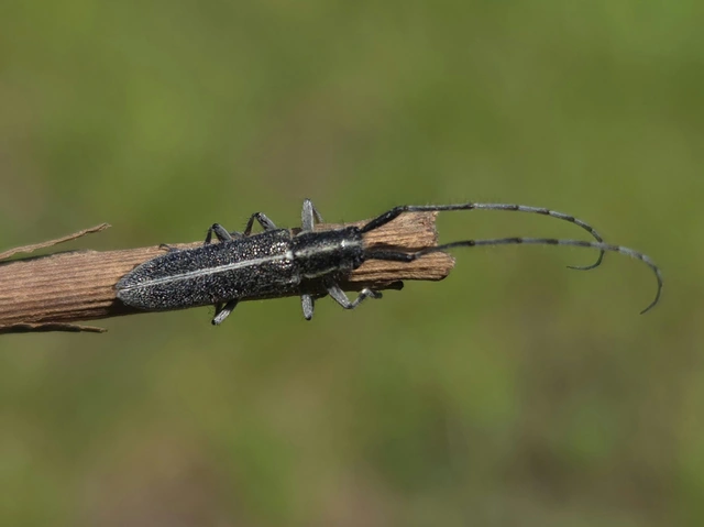 Agapanthia cardui - sávos bogáncscincér