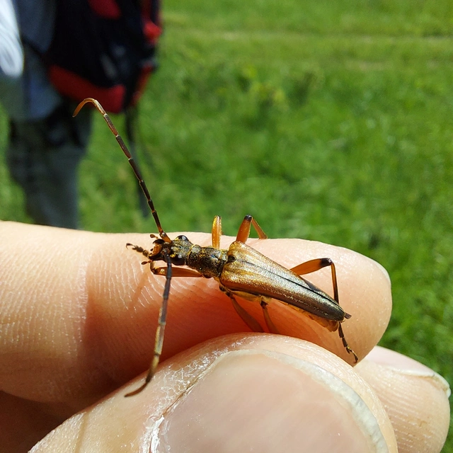 Stenocorus meridianus - fűz-gyökércincér