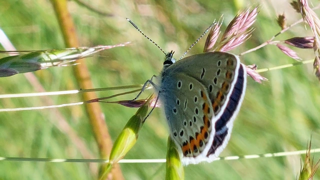 Plebejus argyrognomon - tintakék boglárka