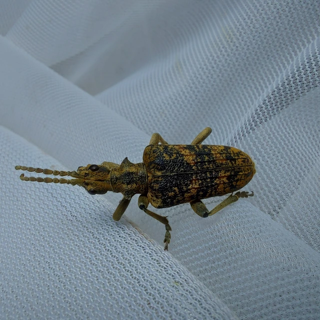 Rhagium sycophanta - tölgyes-tövisescincér