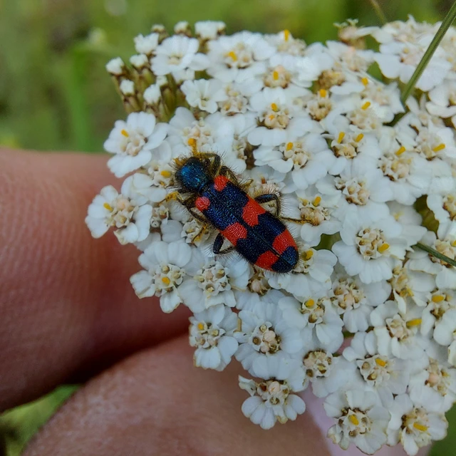 Trichodes favarius - hatfoltos méhészbogár