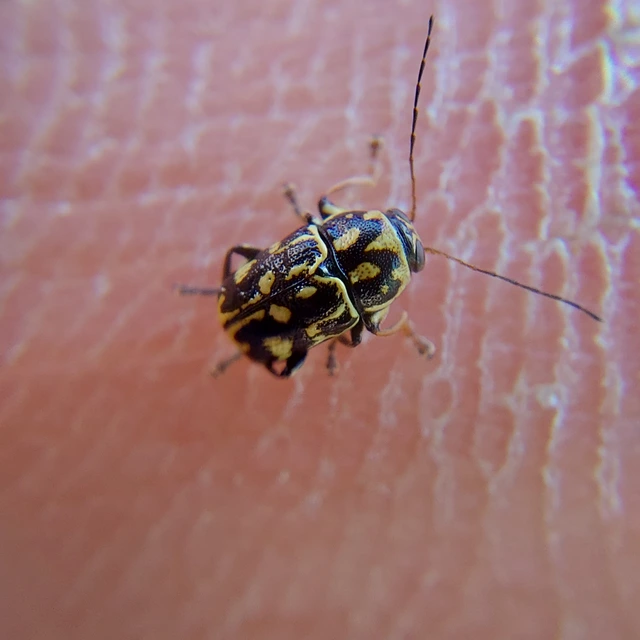 Pachybrachis tesselatus - ragyáshátú tömzsibogár