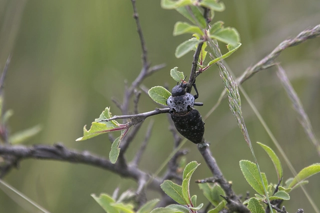 Capnodis tenebrionis - kökény-tükrösdíszbogár
