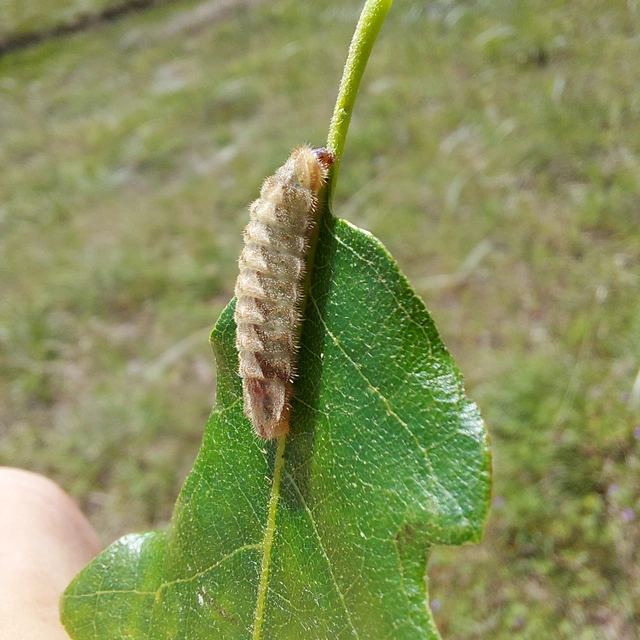 Neozephyrus quercus - tölgyfalepke