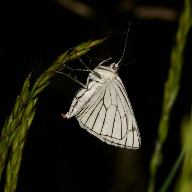 Siona lineata - vonalas fehéraraszoló