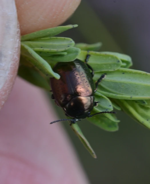 Chrysolina hyperici - zöld orbáncfűlevelész