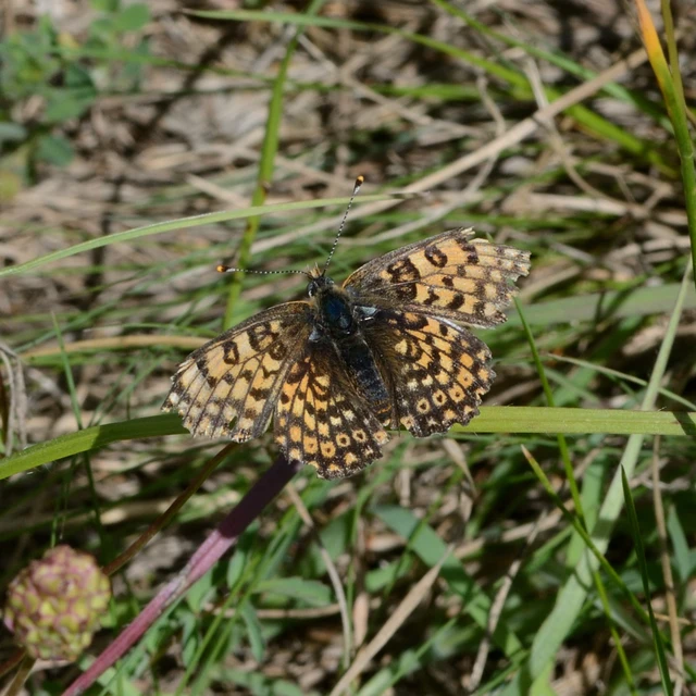 Melitaea cinxia - réti tarkalepke