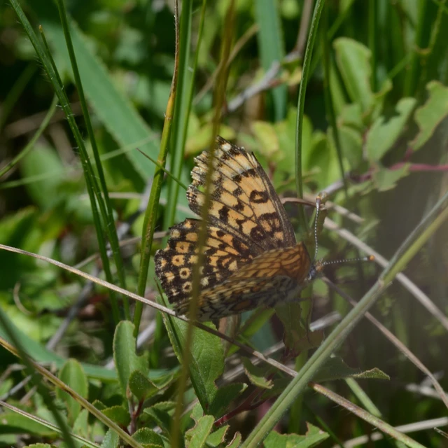 Melitaea cinxia - réti tarkalepke