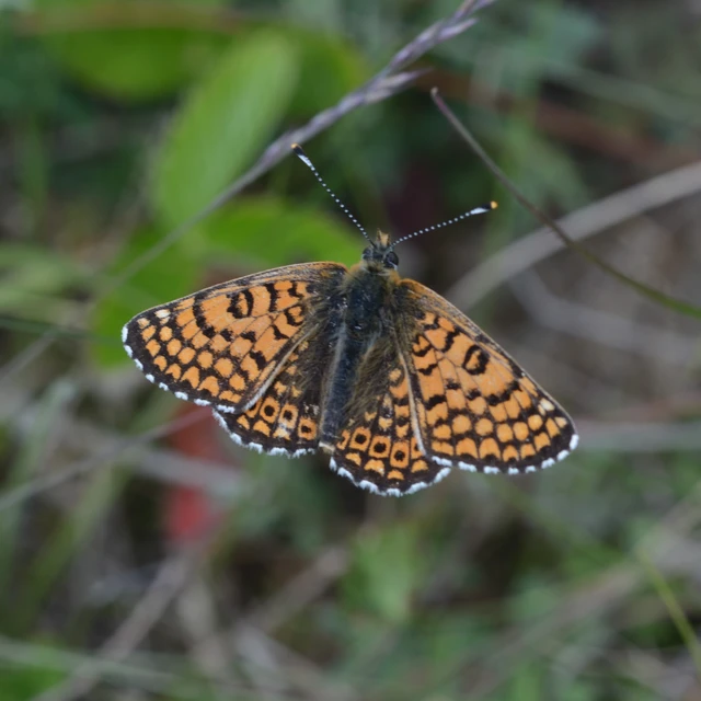 Melitaea cinxia - réti tarkalepke
