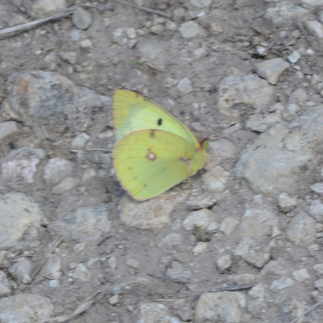 Colias hyale - kéneslepke