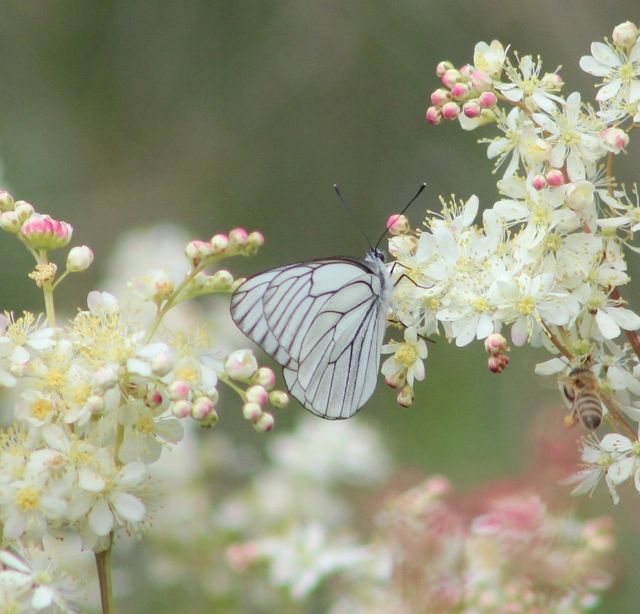 Aporia crataegi - galagonyalepke