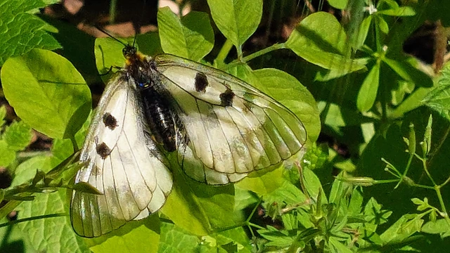 Parnassius mnemosyne - kis apollólepke