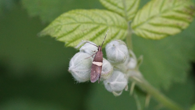 Eidophasia messingiella - kakukktormamoly