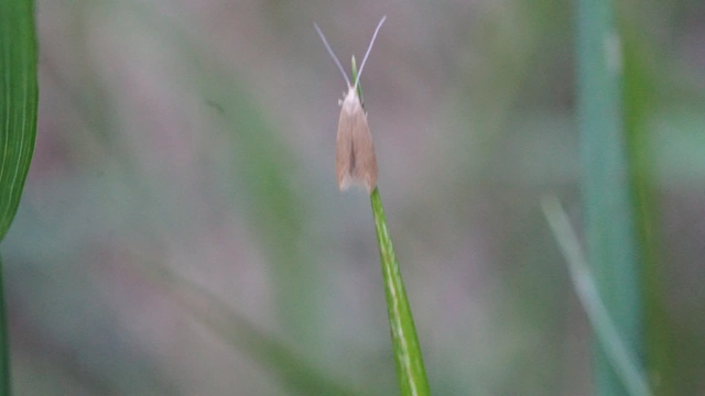 Coleophora