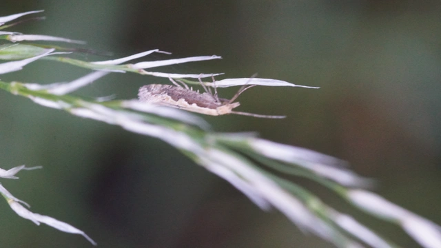 Plutella xylostella - káposztamoly