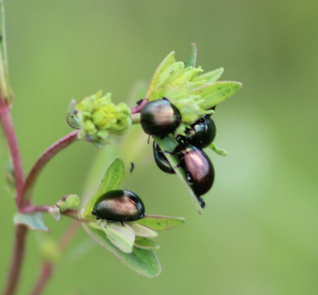 Chrysolina hyperici - zöld orbáncfűlevelész