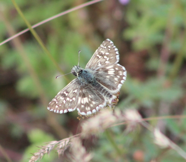 Pyrgus armoricanus - feles busalepke