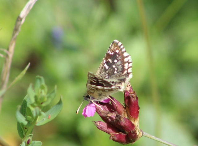 Pyrgus armoricanus - feles busalepke