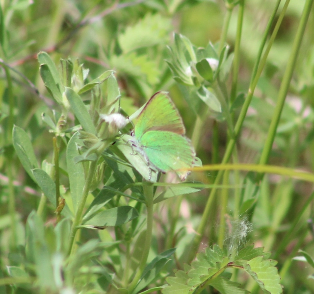 Callophrys rubi - zöldfonákú lepke