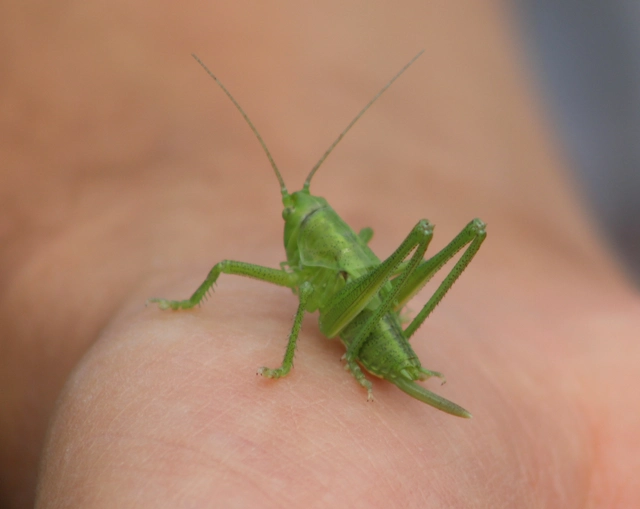Tettigonia
