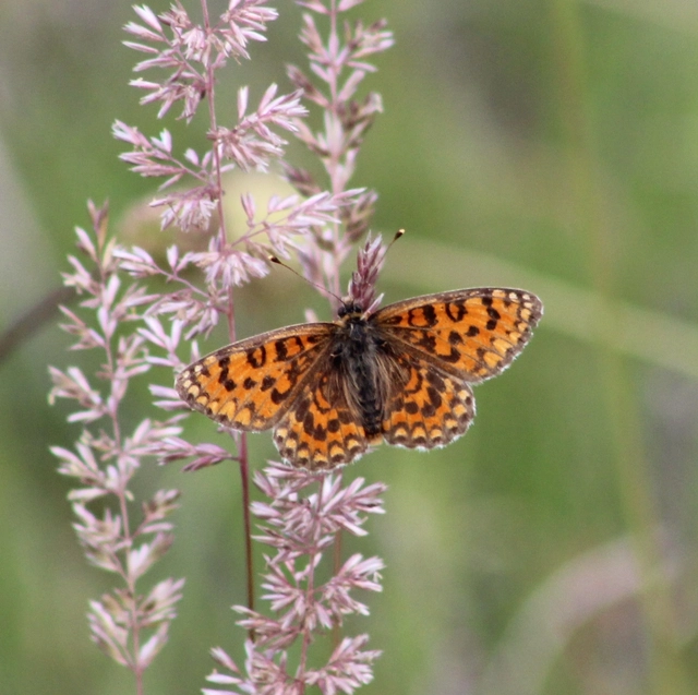 Melitaea trivia - kis tarkalepke