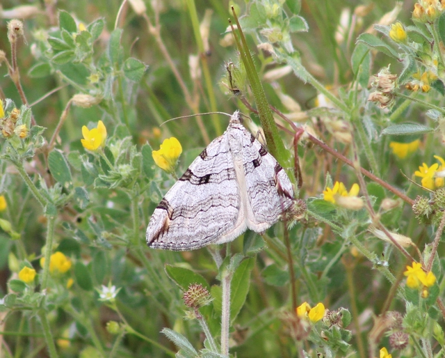 Aplocera efformata/plagiata