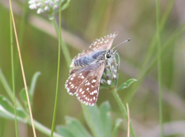 Spialia orbifer - törpe busalepke