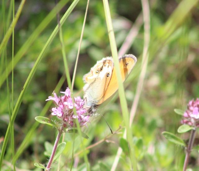Coenonympha arcania - fehéröves szénalepke