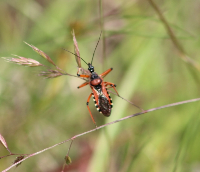 Rhynocoris iracundus - közönséges gyilkospoloska