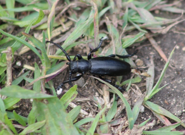 Dorcadion aethiops - fekete gyalogcincér