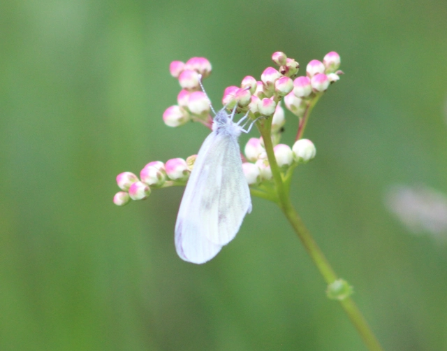 Leptidea sinapis - mustárlepke