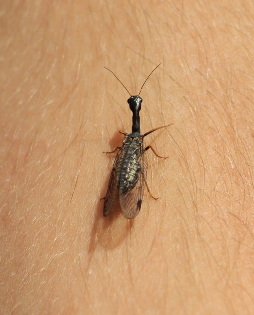 Raphidioptera - Tevenyakú-fátyolkák