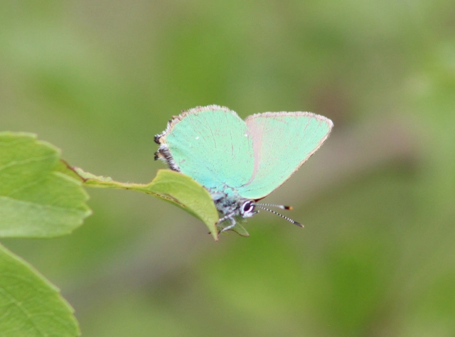 Callophrys rubi - zöldfonákú lepke