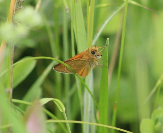 Ochlodes sylvanus - erdei busalepke