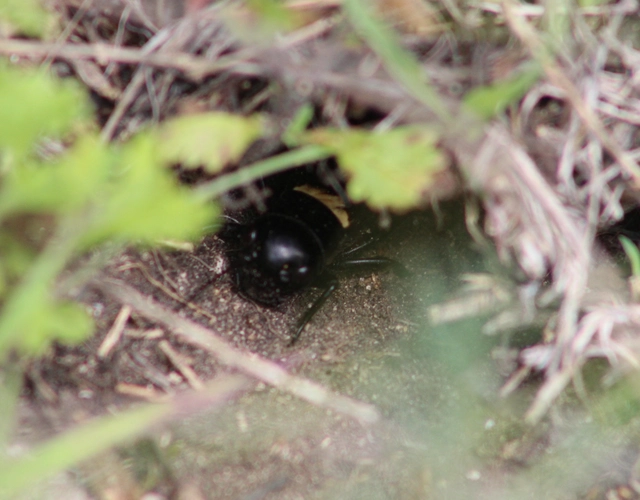 Gryllus campestris - mezei tücsök