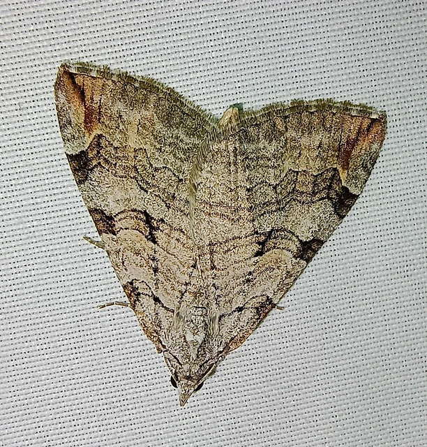 Aplocera plagiata - szürke csíkosaraszoló