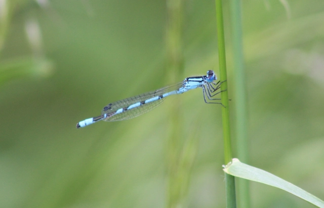 Enallagma cyathigerum - kéksávos légivadász