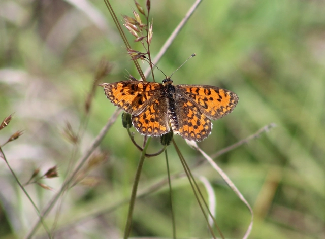 Melitaea trivia - kis tarkalepke